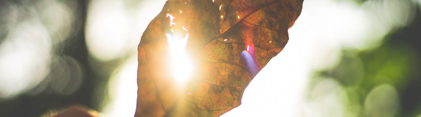 A leaf held up to the sun