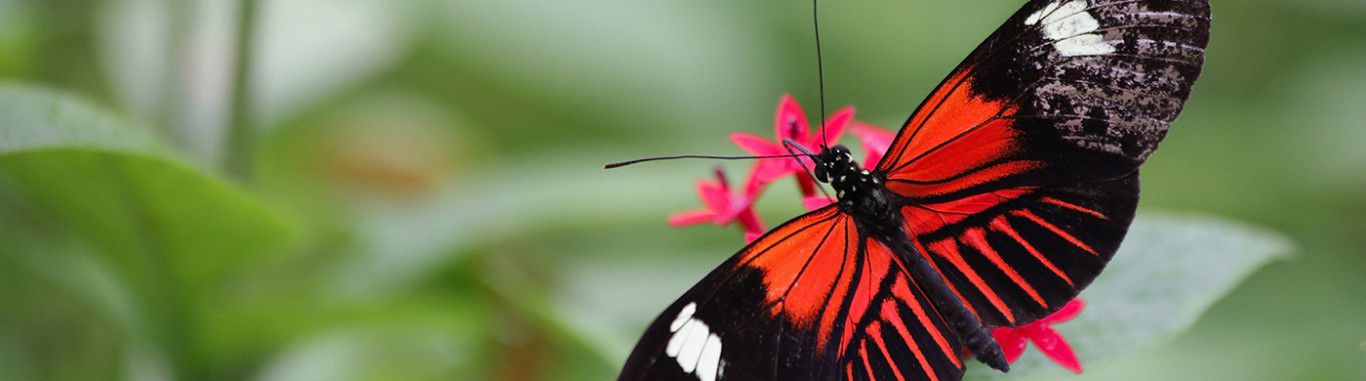 A red butterfly on a leaf