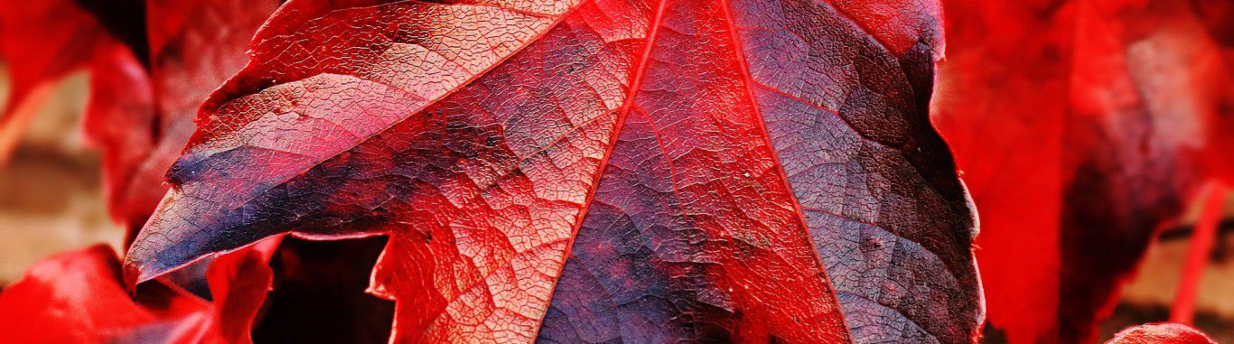 A red maple leaf