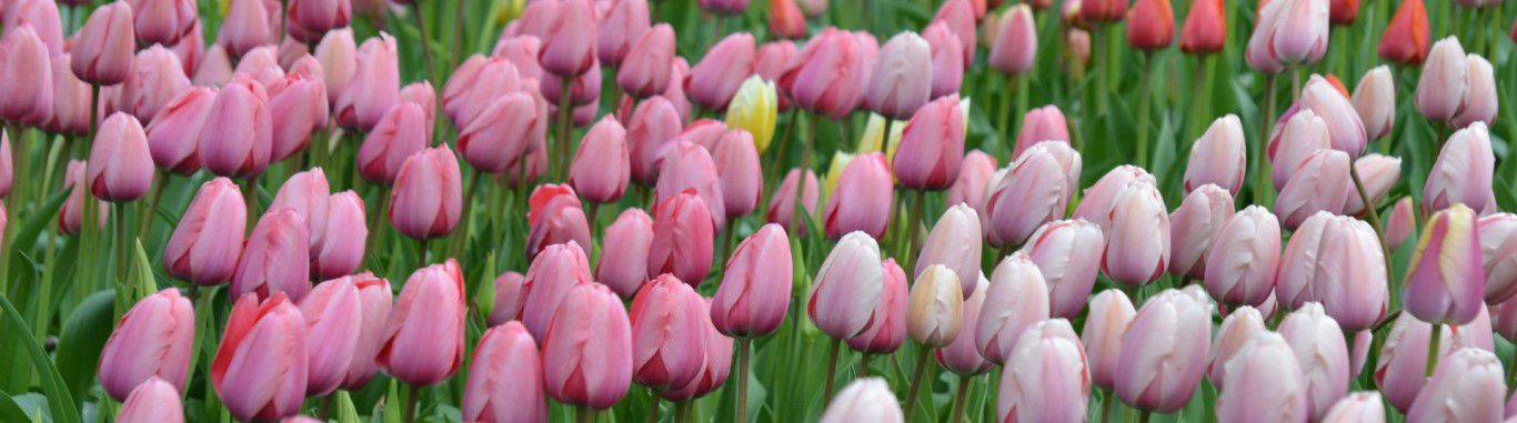 A field of tulips