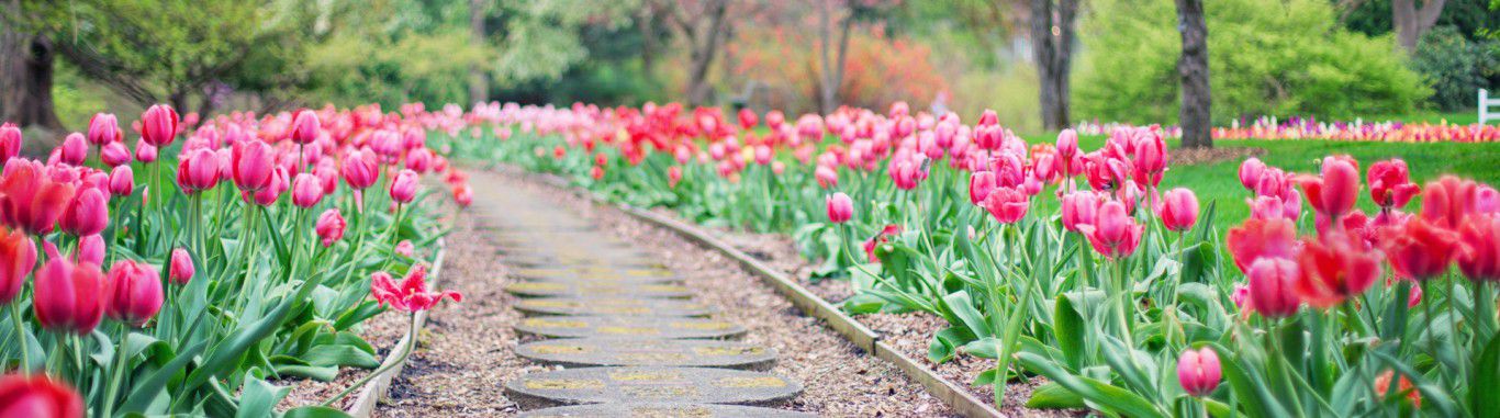 A pathway of tulips