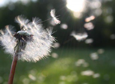 A dandelion spreading seeds