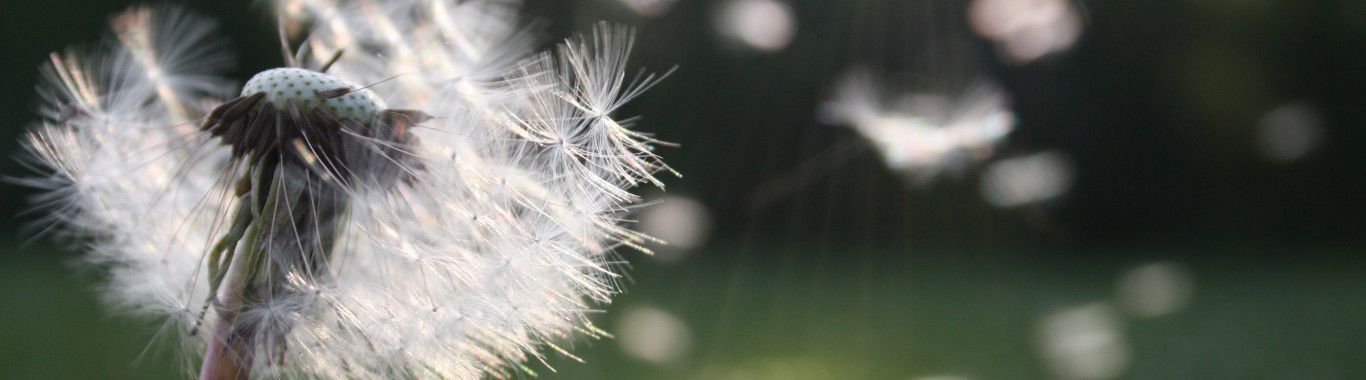 A dandelion spreading seeds