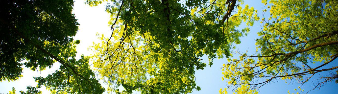 Looking up at some trees