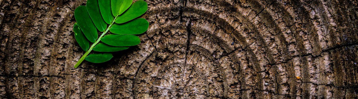 A green leaf on a tree stump