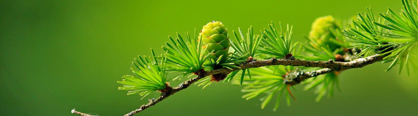 Green seed on a tree