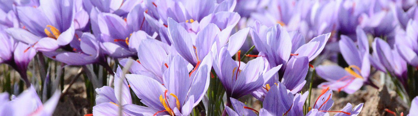 A field of purple crocus