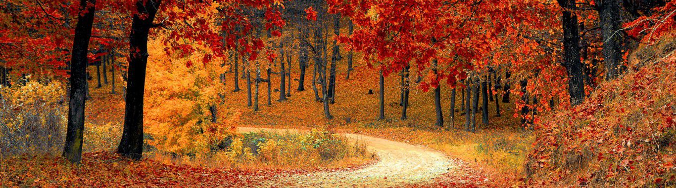 A forest at autumn