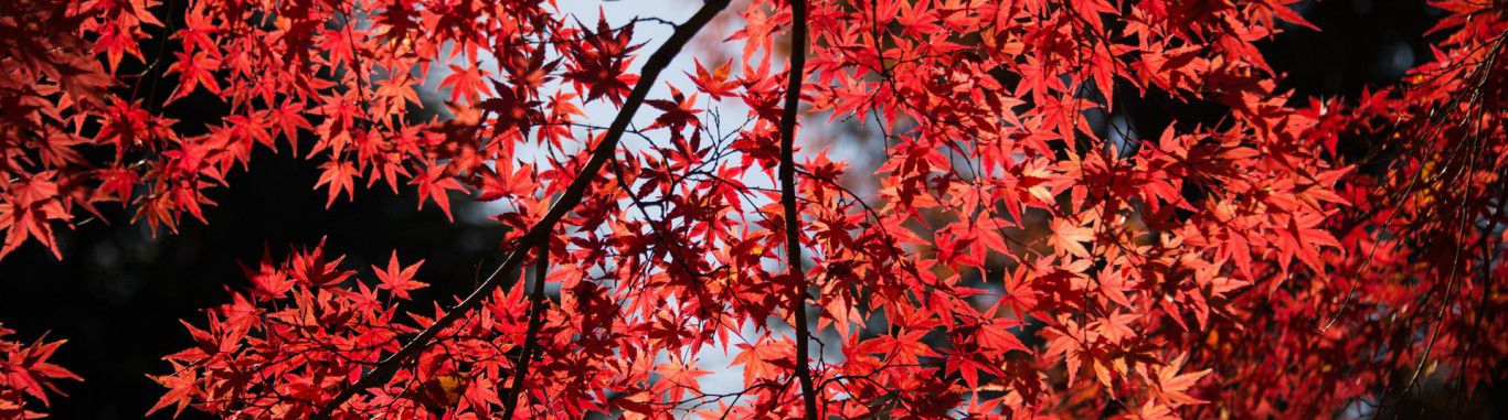 Red leaves on a tree