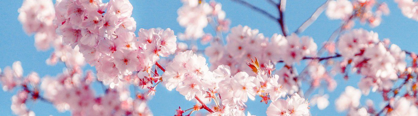 Blossom on a tree