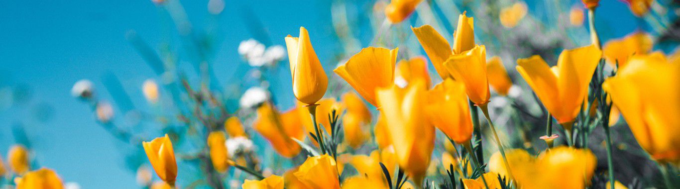 Yellow flowers