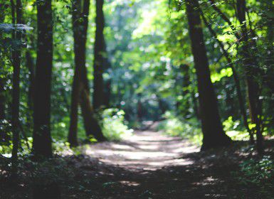 Trees along a path