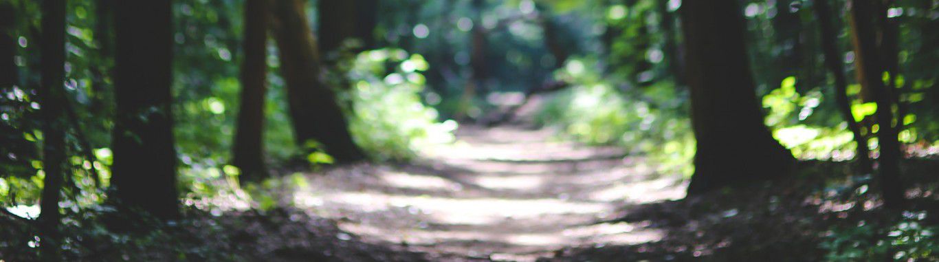Trees along a path