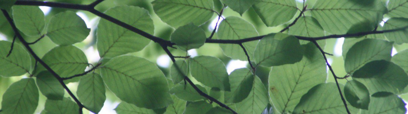 Leaves on a tree