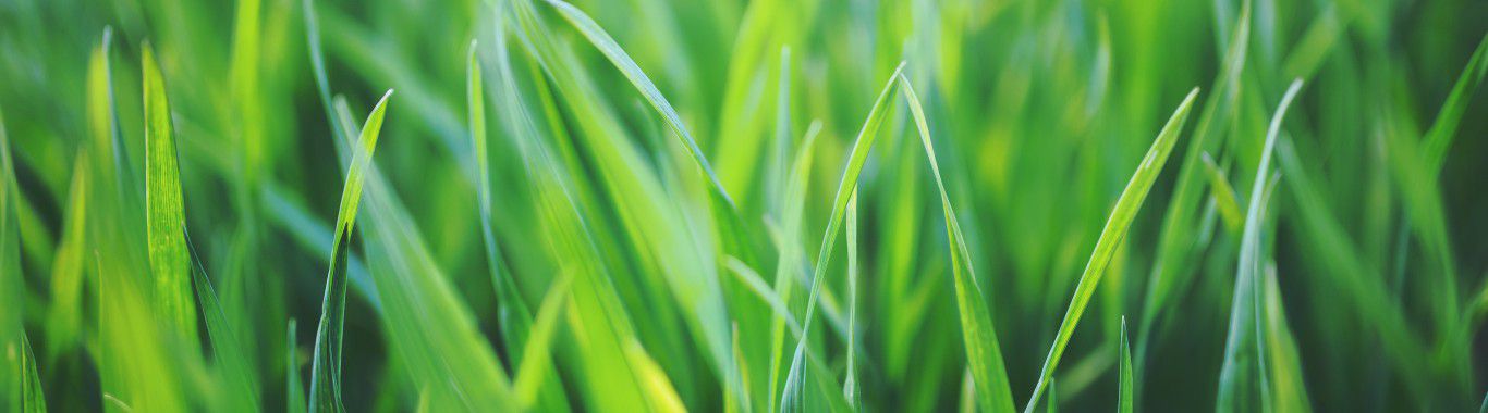 Close up photo of green grass 